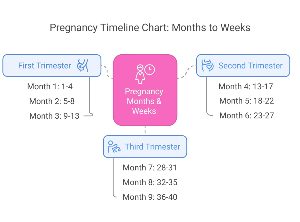 Pregnancy-Trimesters-months-to-weeks-chart-how-many-weeks-and-days-pregnant-am-i
